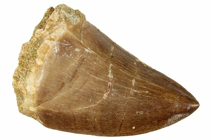 Fossil Mosasaur (Prognathodon) Tooth - Morocco #326415